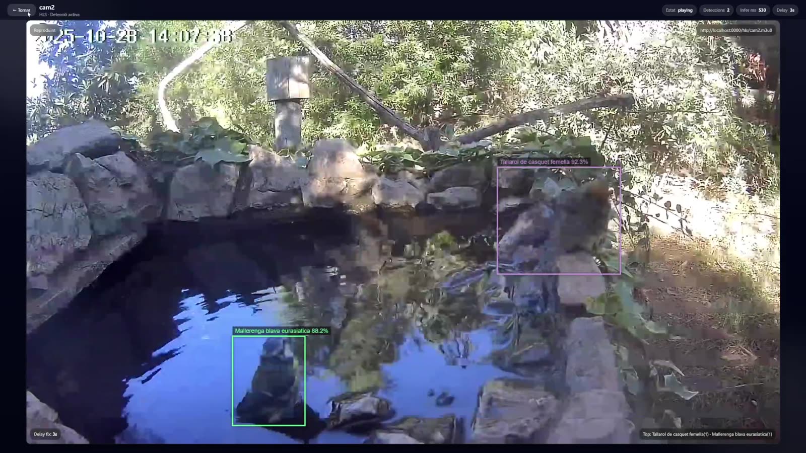 A live camera stream of a drinking trough with detection boxes and species names drawn over the playing video